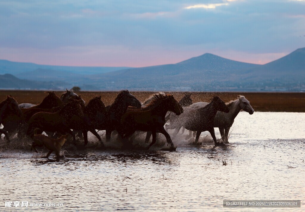 马群踏水奔腾于旷野