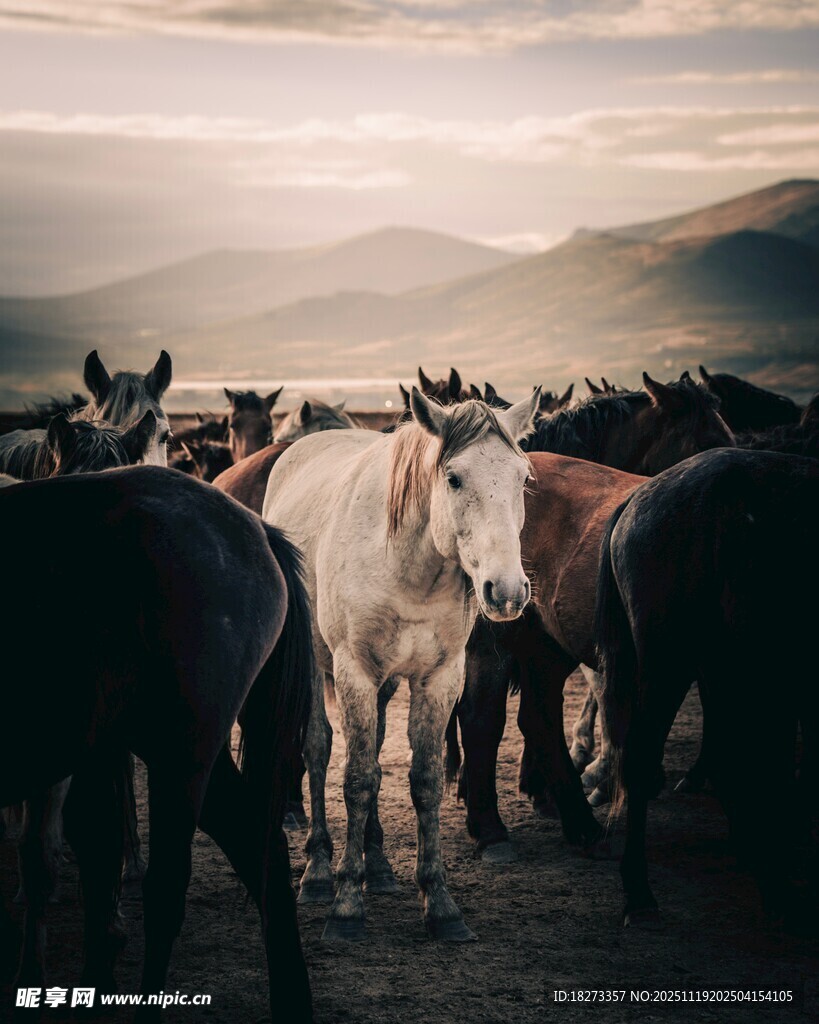 群马于旷野中的壮观景象