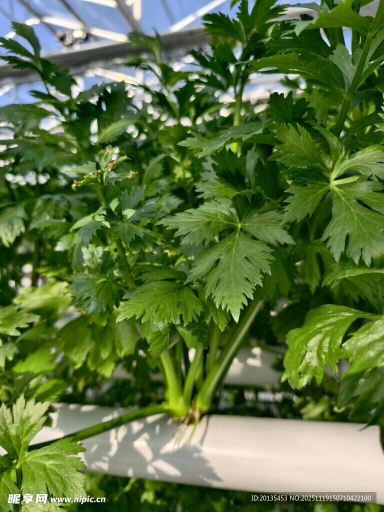无土培育芹菜