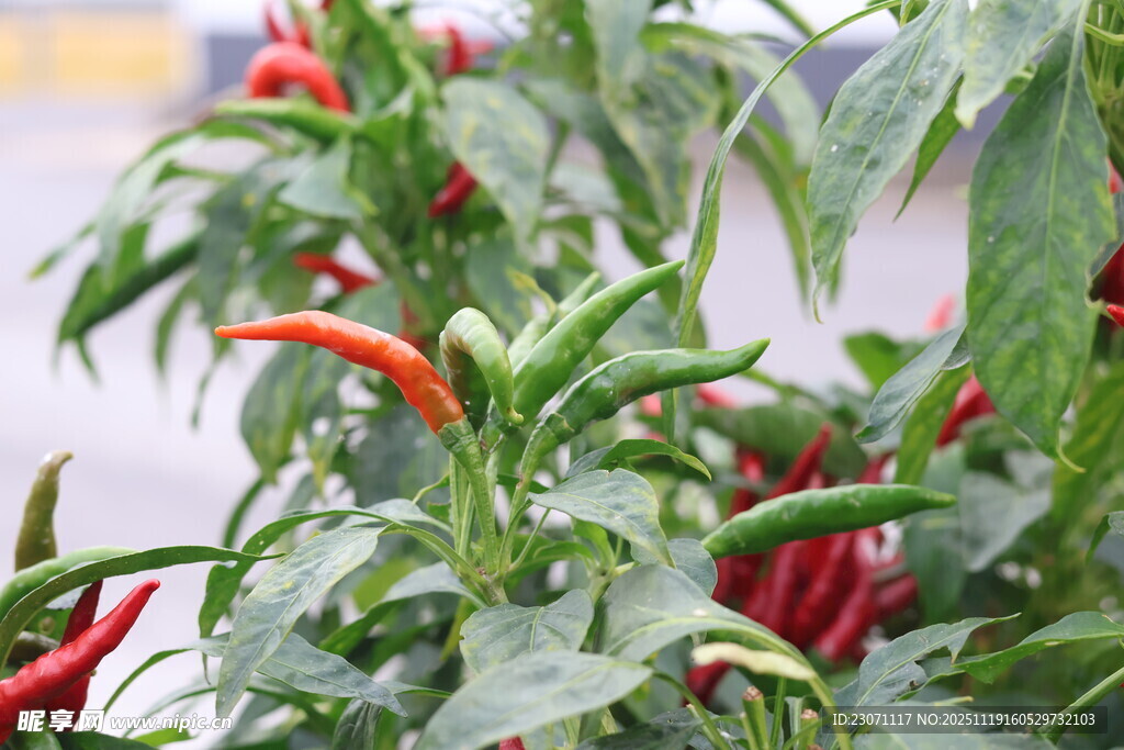 红辣椒植株特写