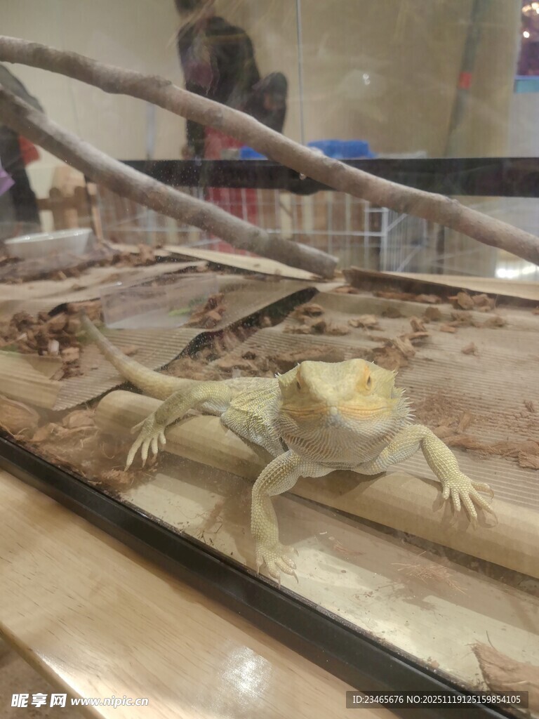 玻璃缸中的蜥蜴