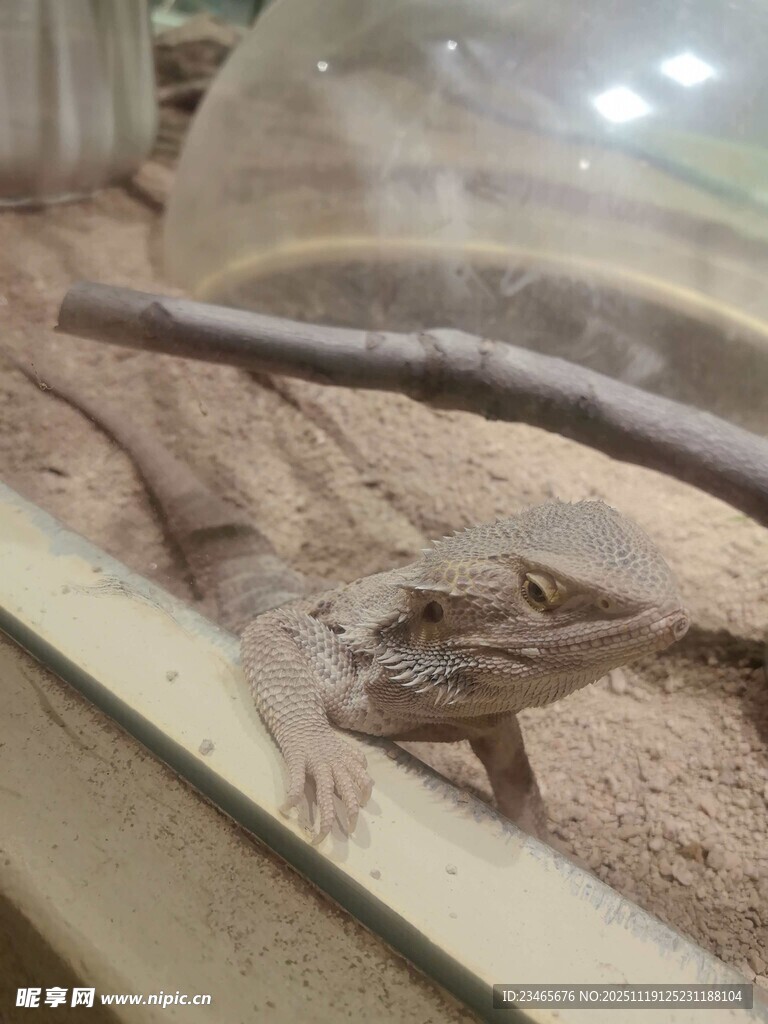 玻璃缸中的蜥蜴