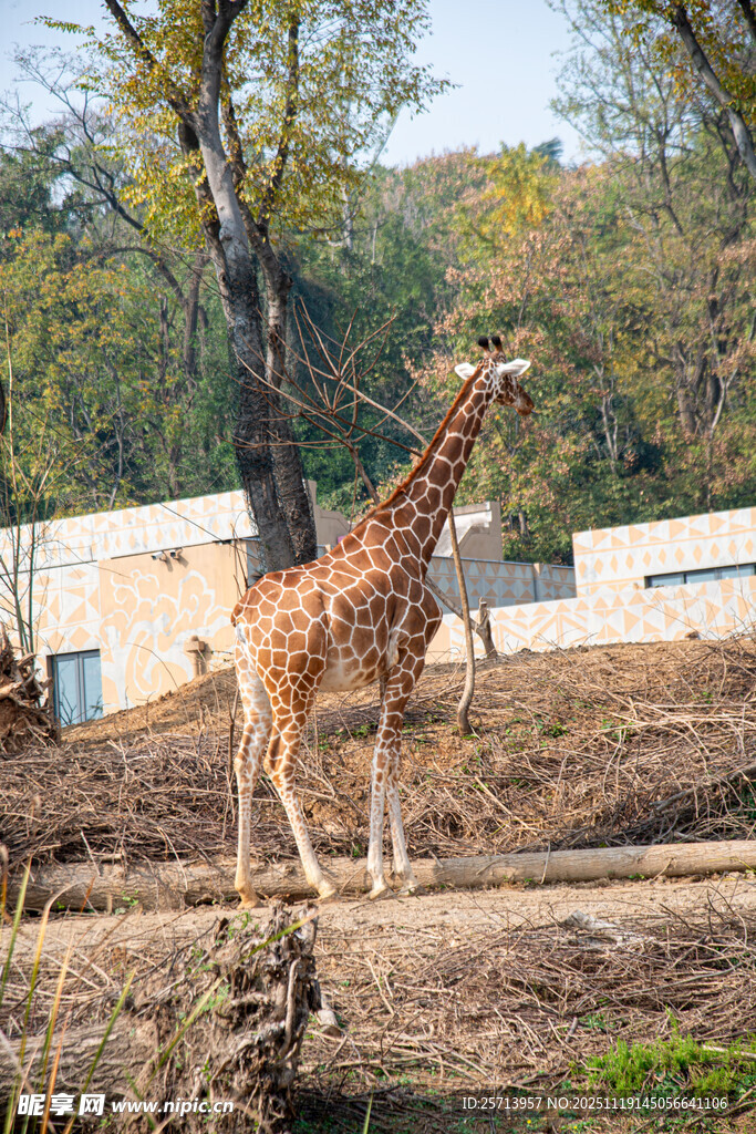 动物园中站立的长颈鹿