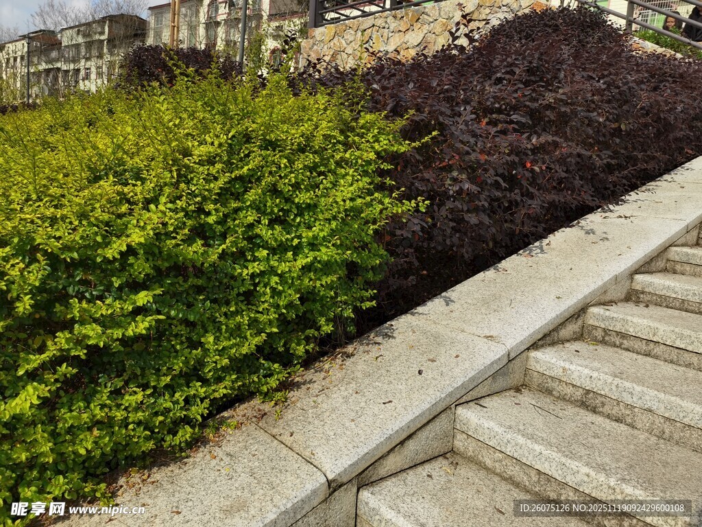 石阶旁多彩灌木景观