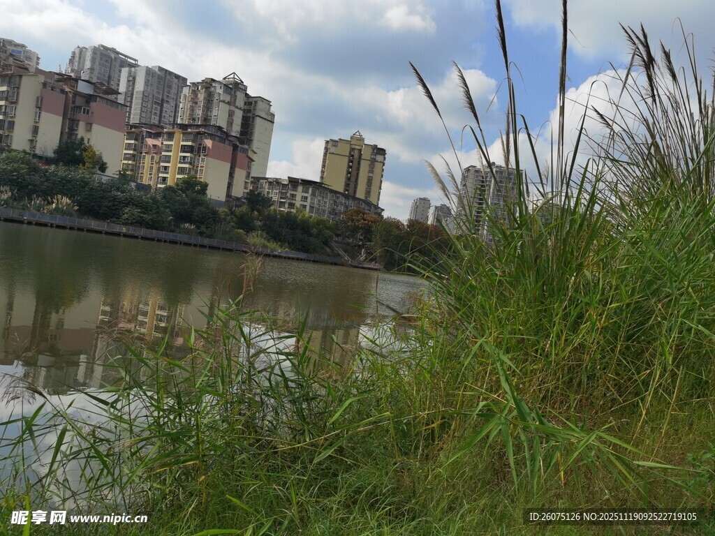 河畔绿植与远处高楼景观