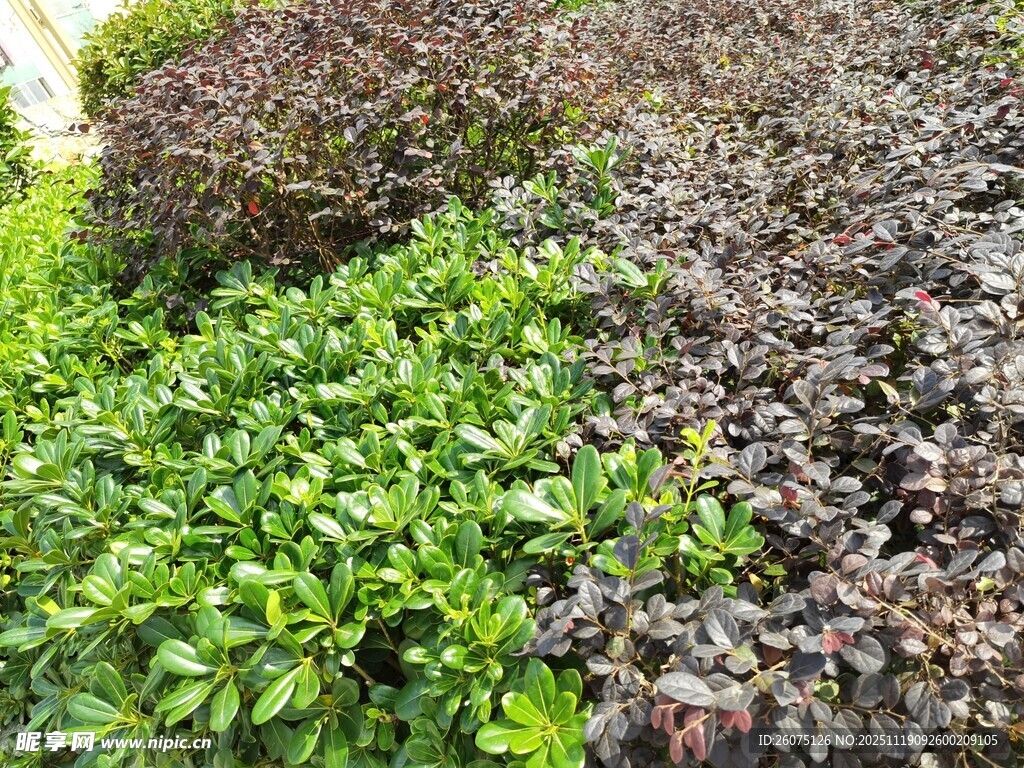 多彩绿植景观