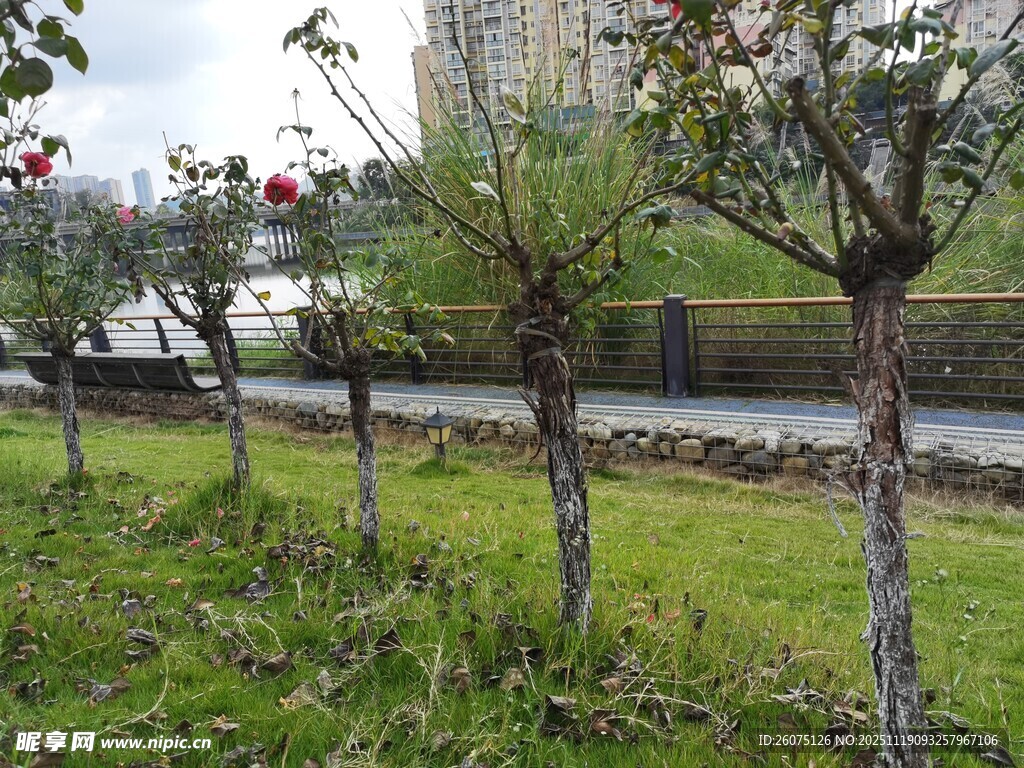 路边绽放花朵的矮树