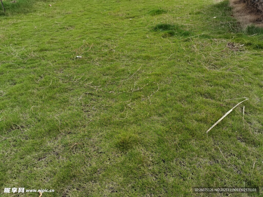 翠绿草地生机盎然