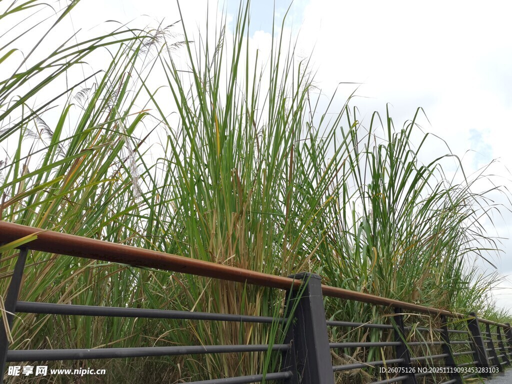 围栏旁的茂盛绿色草丛