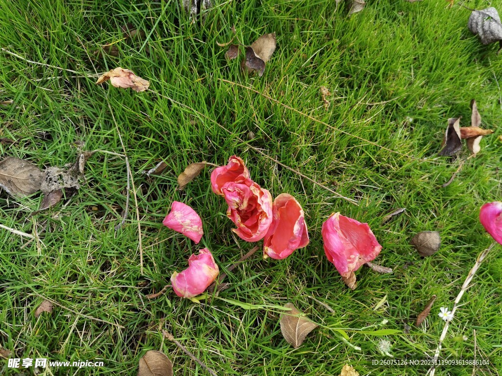 草地上的红色蘑菇