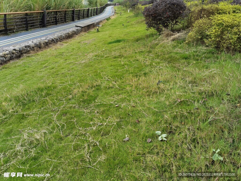 路边翠绿草地风景