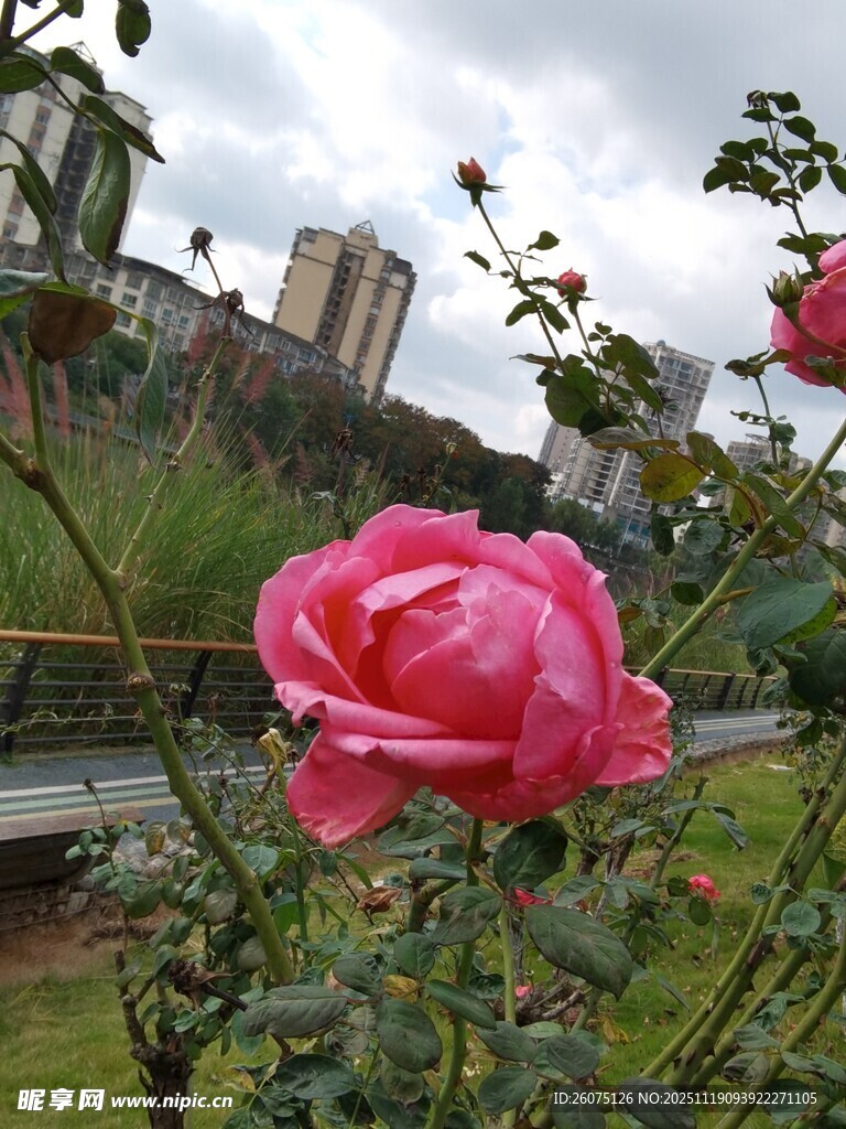 娇艳盛开的粉色月季花