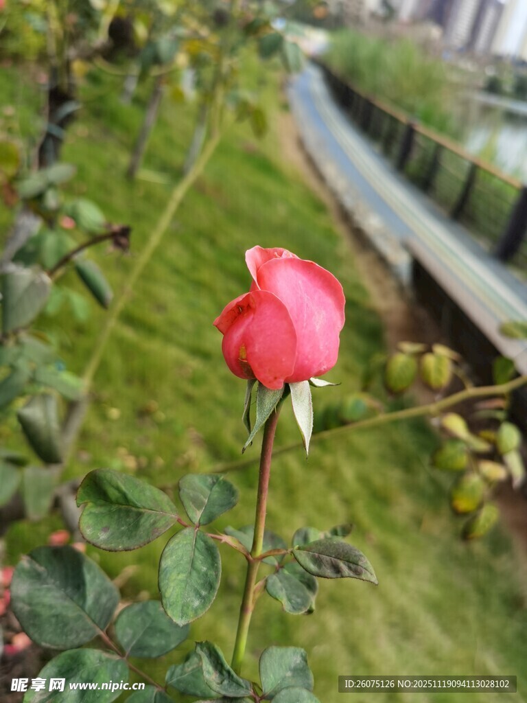 娇艳红玫瑰绽放于草地