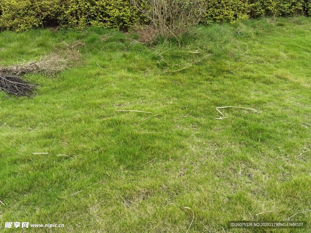 翠绿草地生机盎然