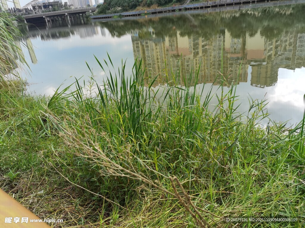 河畔绿草城市倒影美景