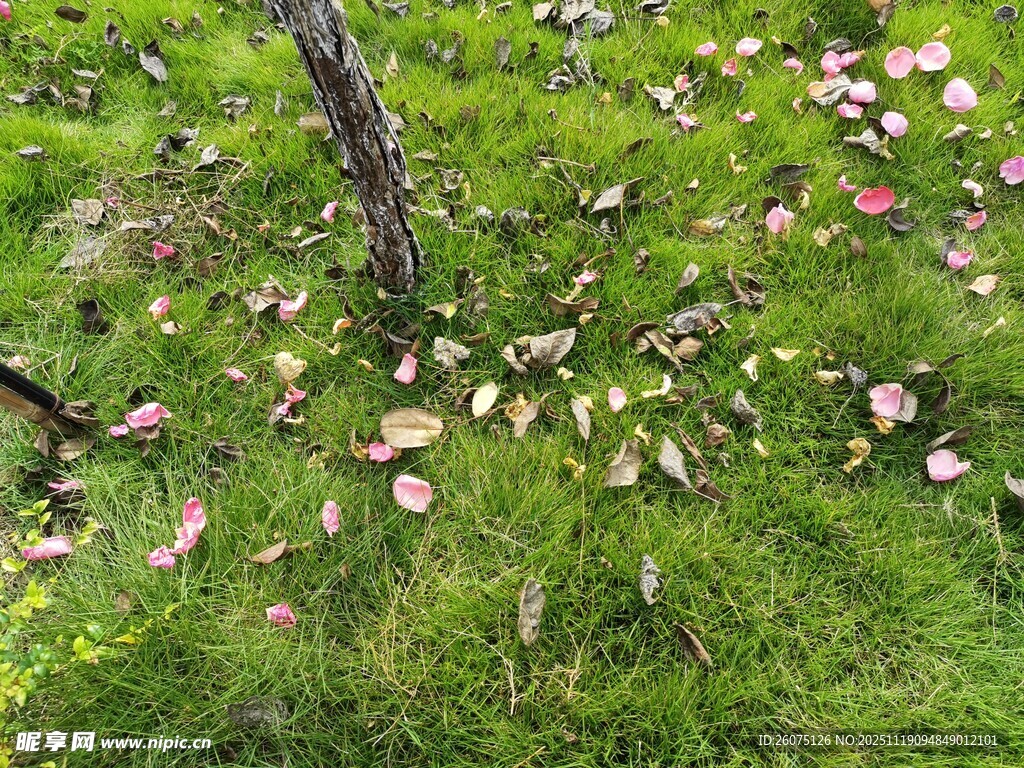 草地上散落的多彩树叶