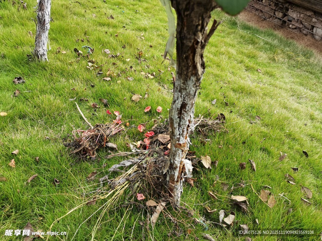 树桩立于翠绿草地中