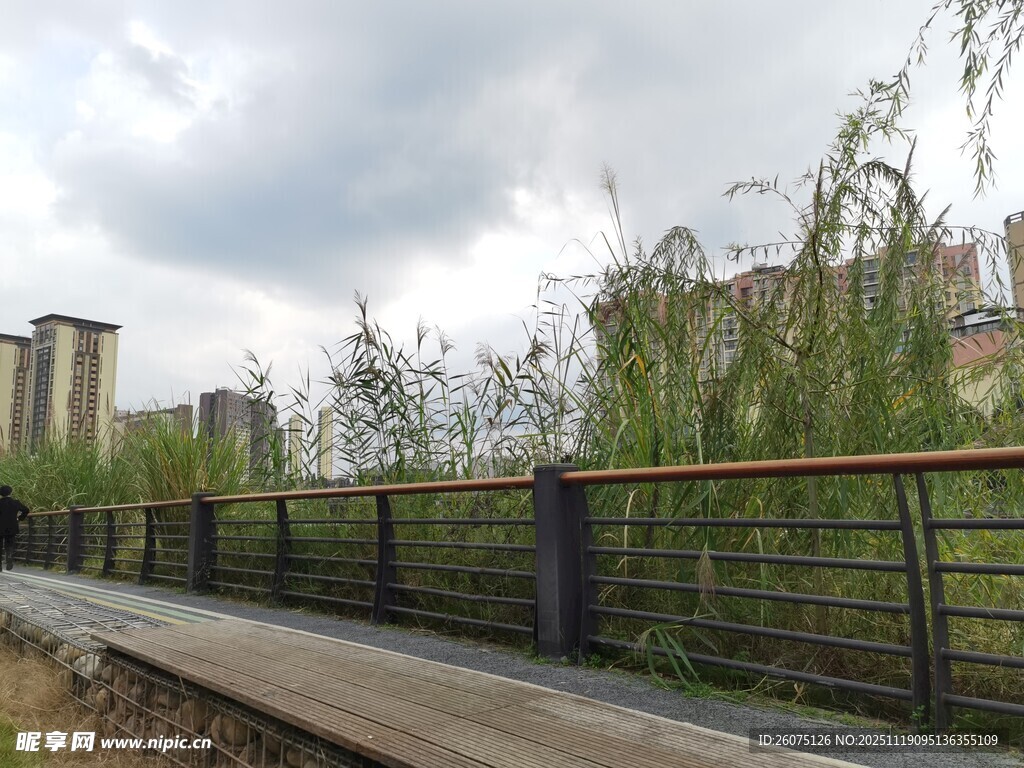 城市铁轨旁的绿植景观