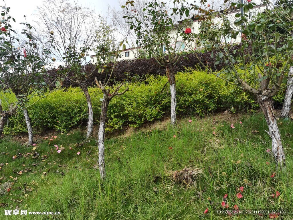 山坡上的果树与绿植景观