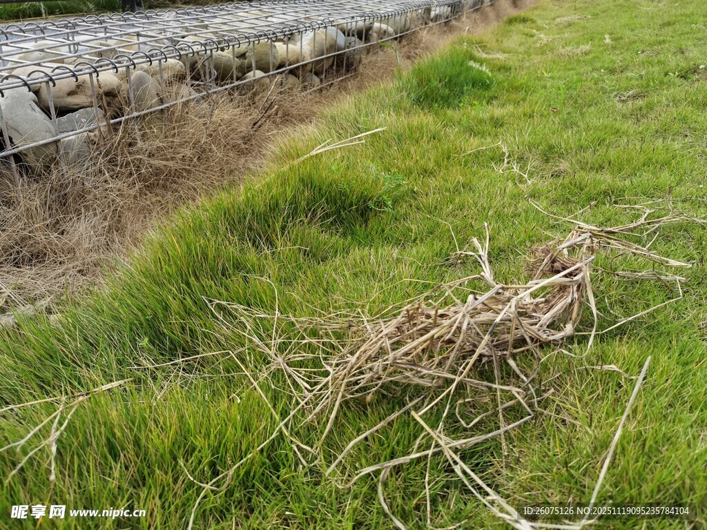 草地边的枯枝与石堆