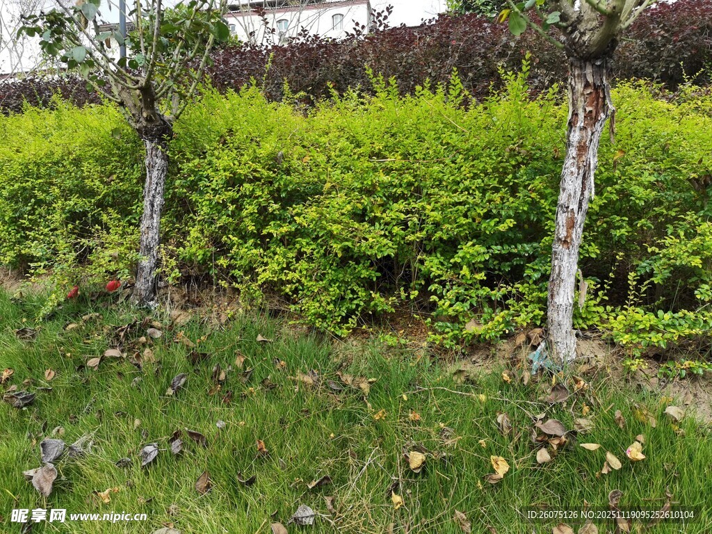 绿意盎然的灌木与树木