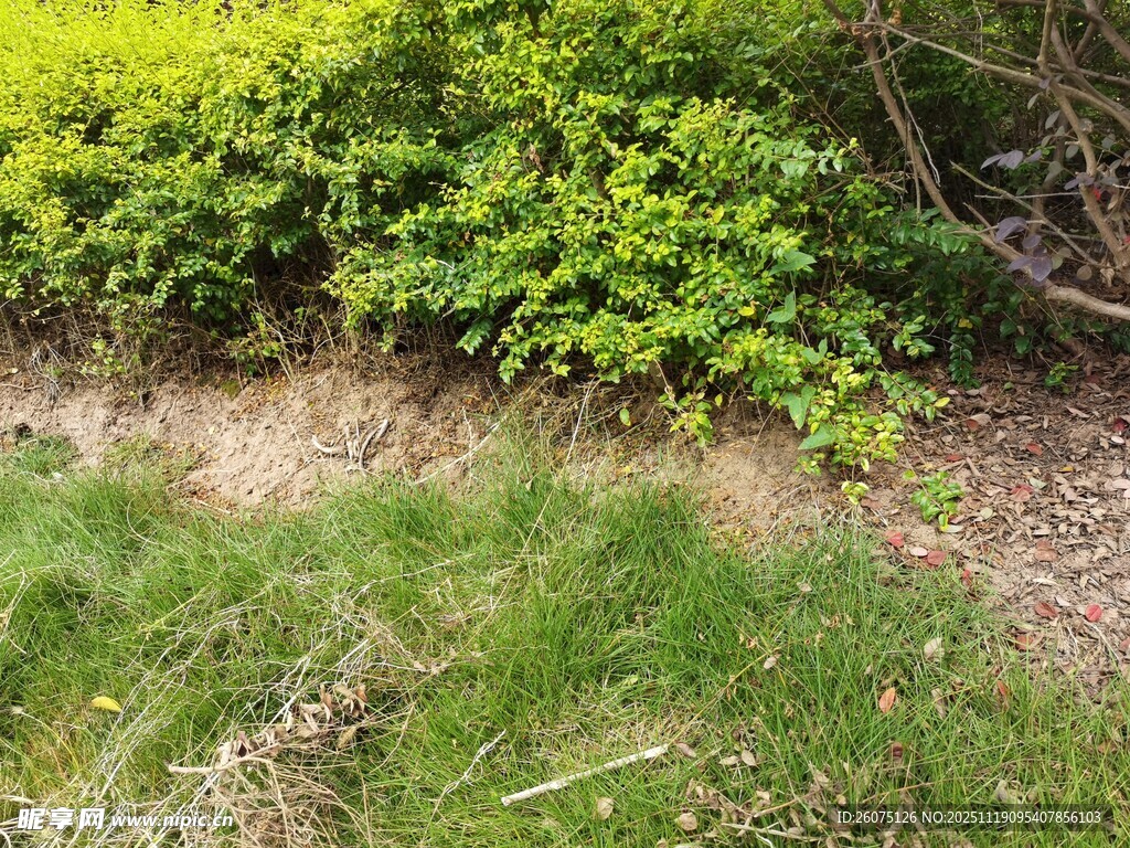 户外绿植草地自然景象