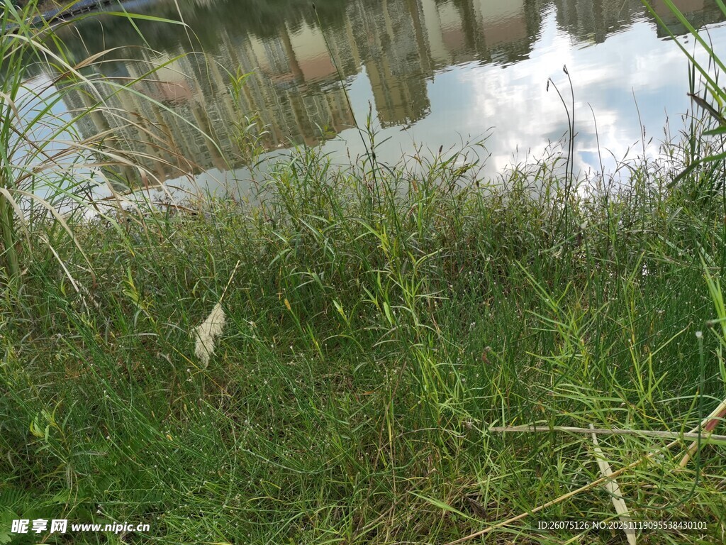 草地旁的水面倒影景象