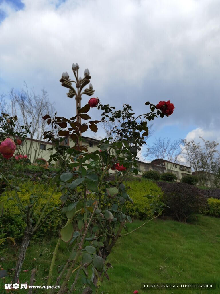 花园中的繁茂植物与蓝天