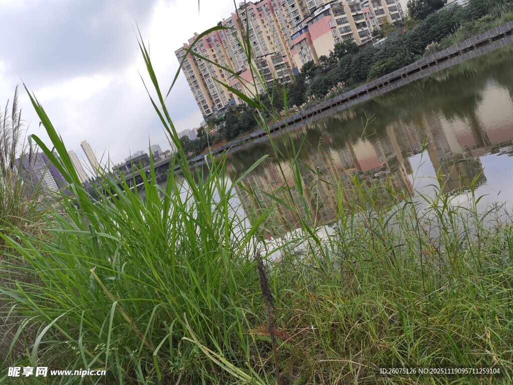 河畔绿草与远处建筑景观