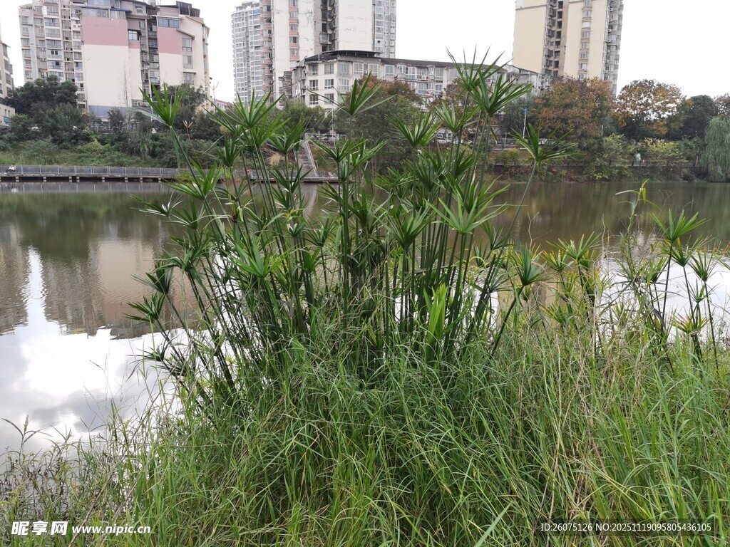 河畔绿植与城市建筑倒影