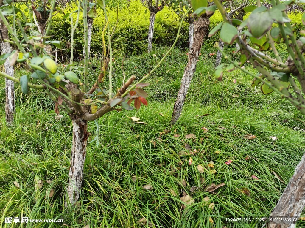 果园中的果树与繁茂绿草
