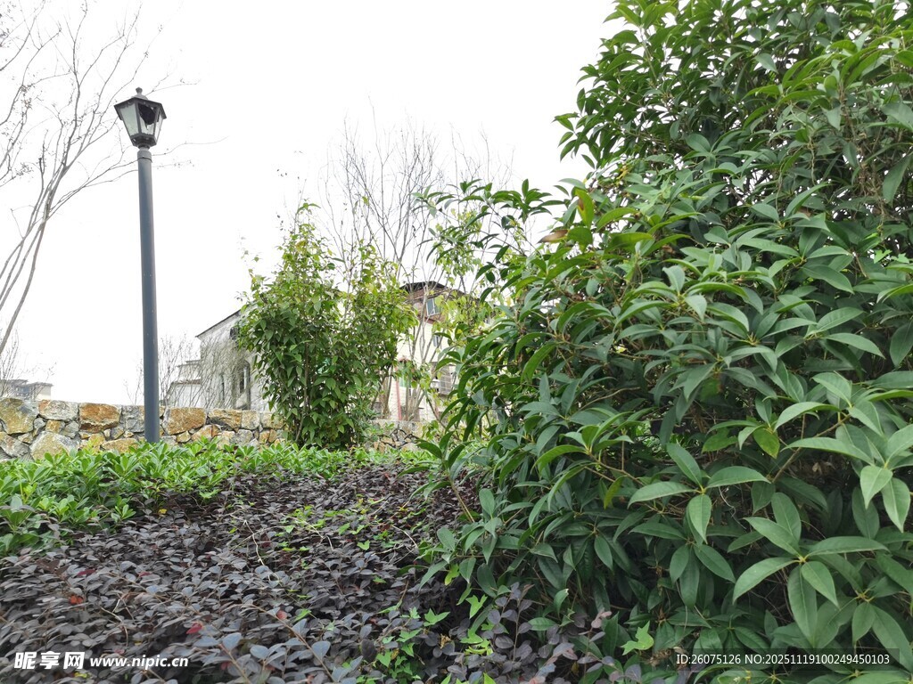 花园绿植与路灯景观