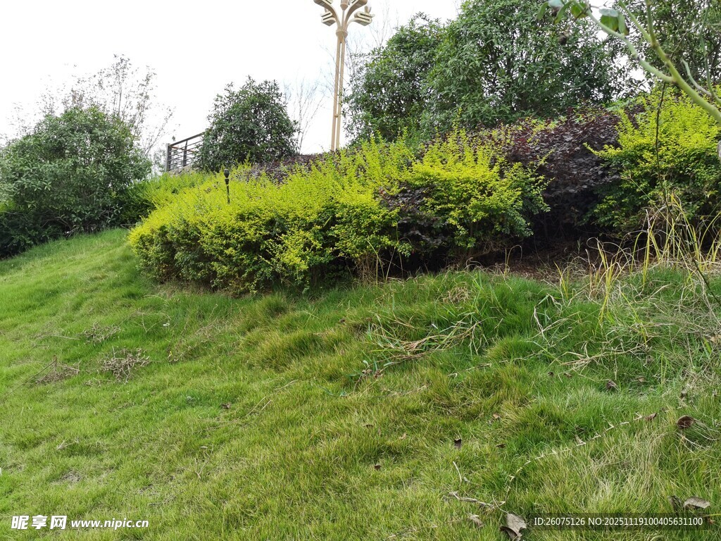 绿意盎然的户外草坪景观