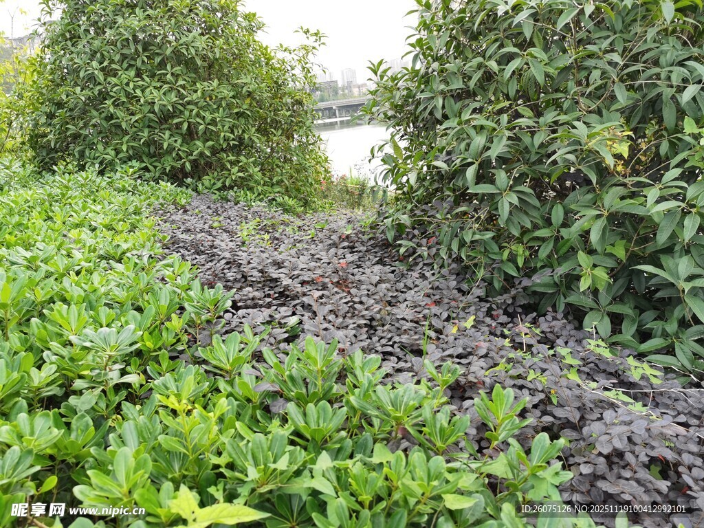 绿意盎然的园林植物景观