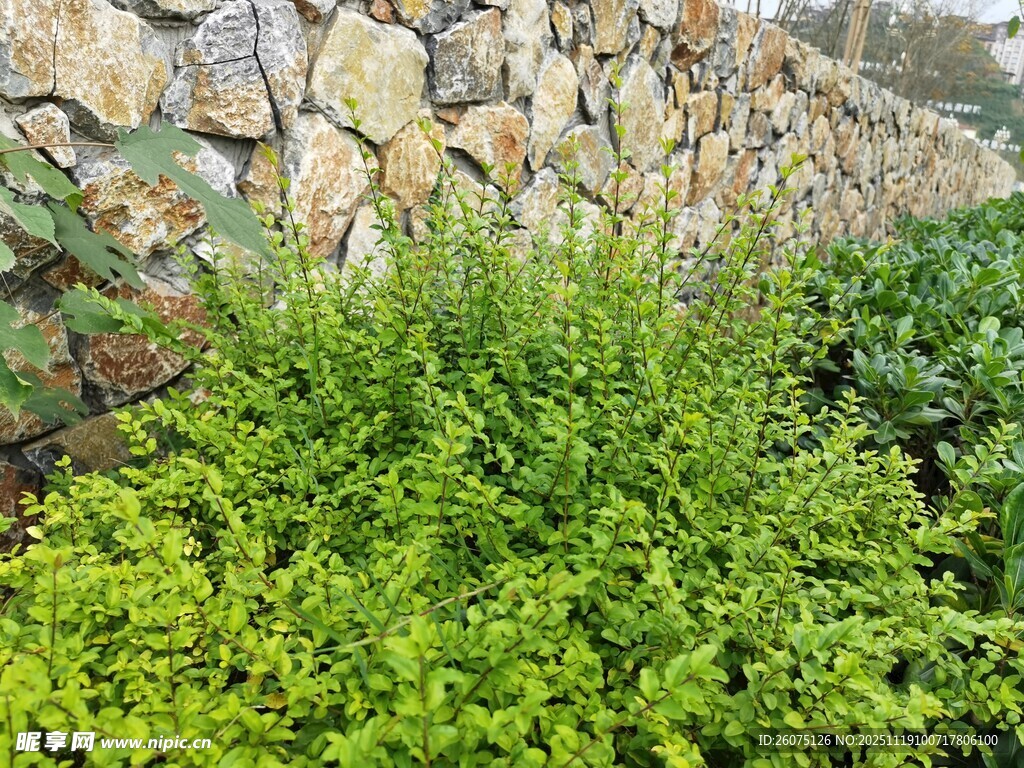 石墙边的翠绿灌木丛