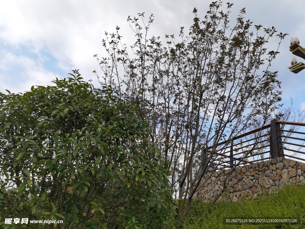 户外绿植与栏杆景致