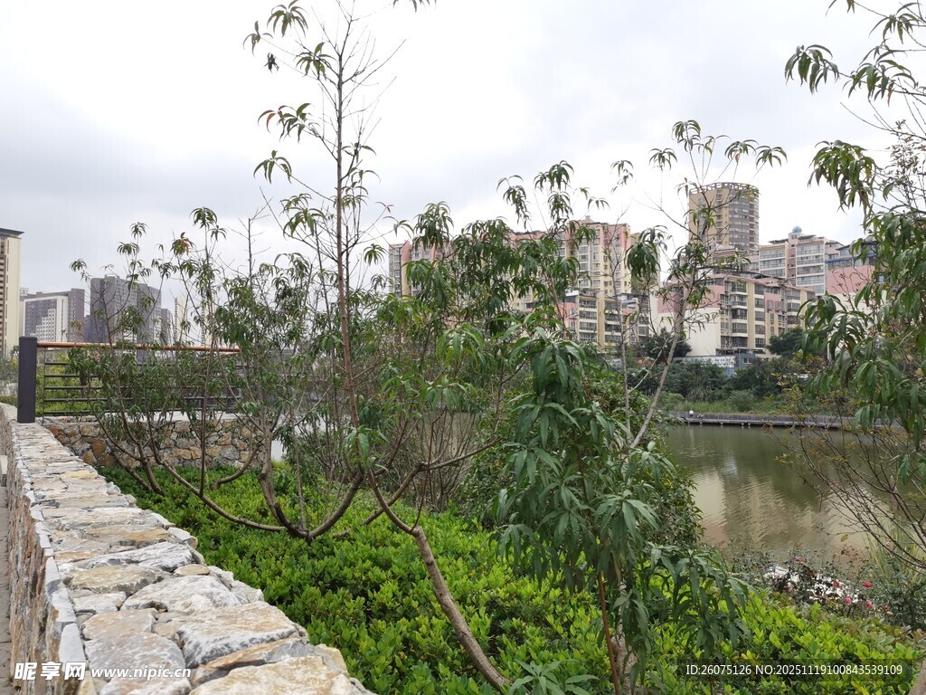 河畔绿植与远处城市景观
