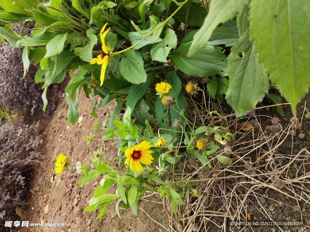 阳光下绽放的黄色小野花