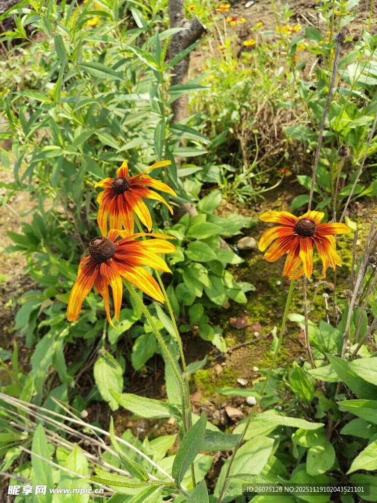 野外艳丽黑心金光菊绽放