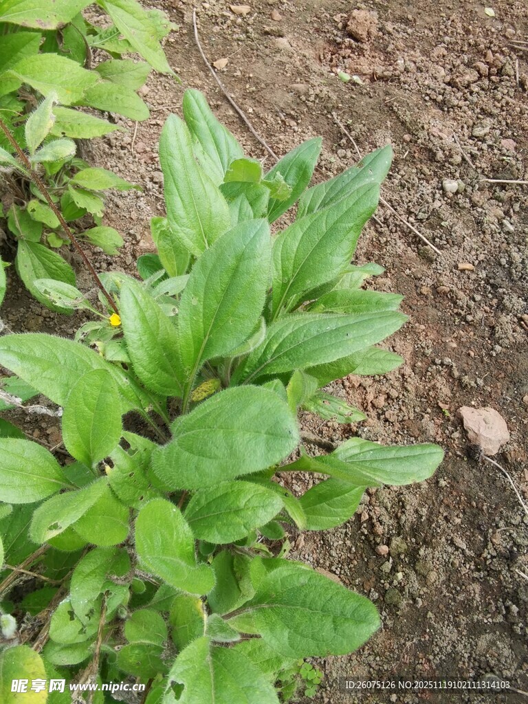 嫩绿植物生长于泥土间