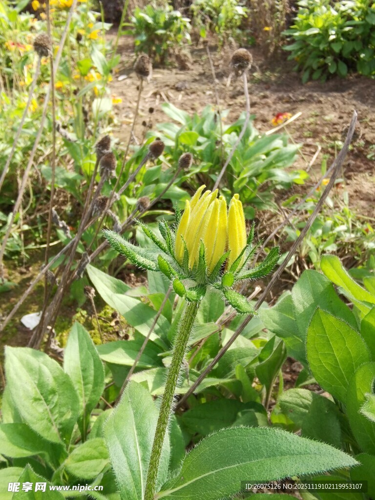 黄色花朵绽放于绿植间