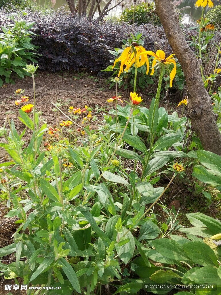 花园中的多彩花卉绽放