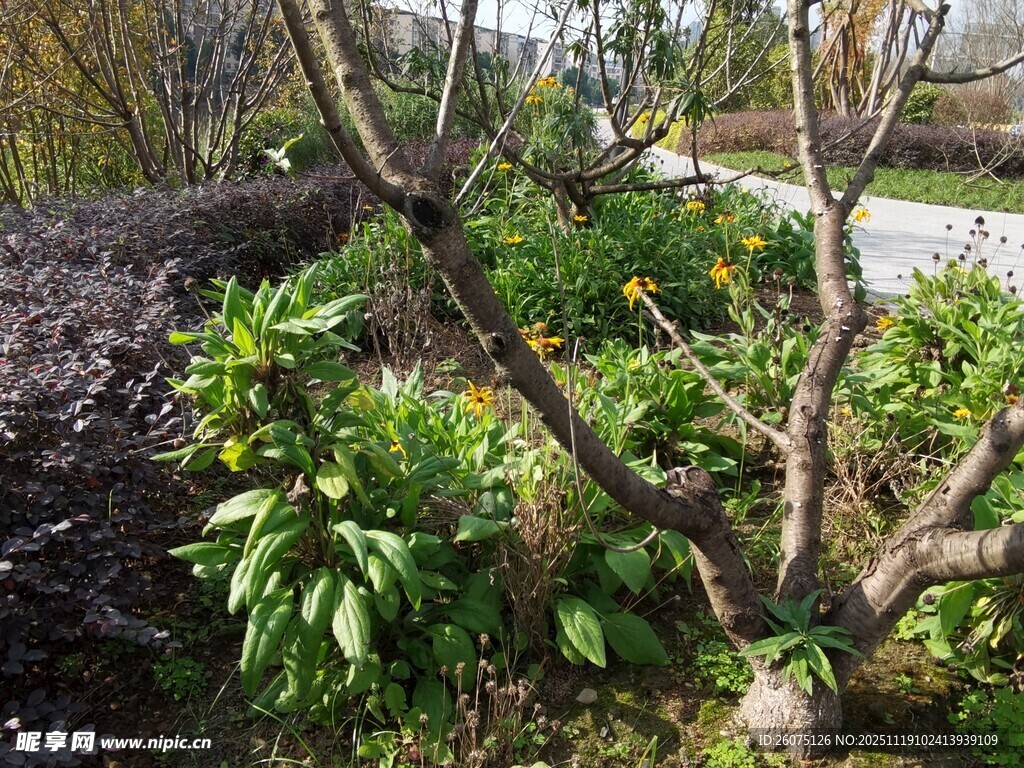 春日花园中的绿植与枝干