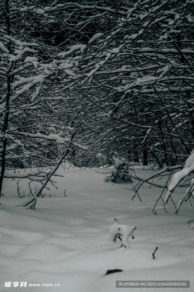 雪覆树林中的静谧景象