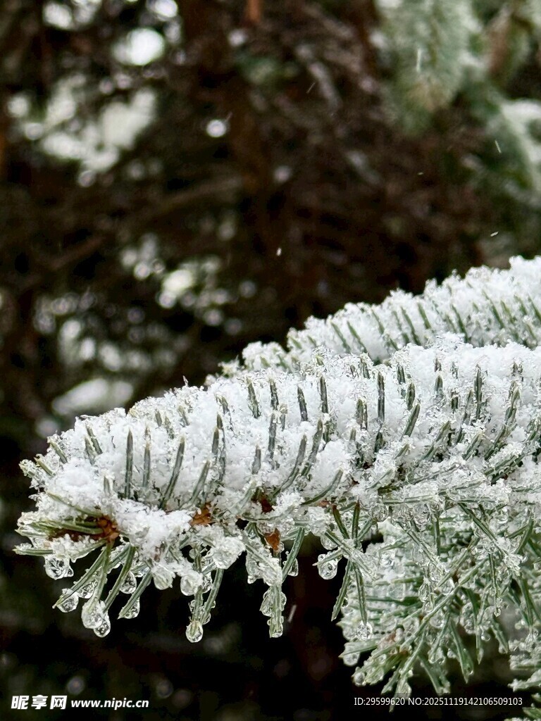 覆雪松枝特写