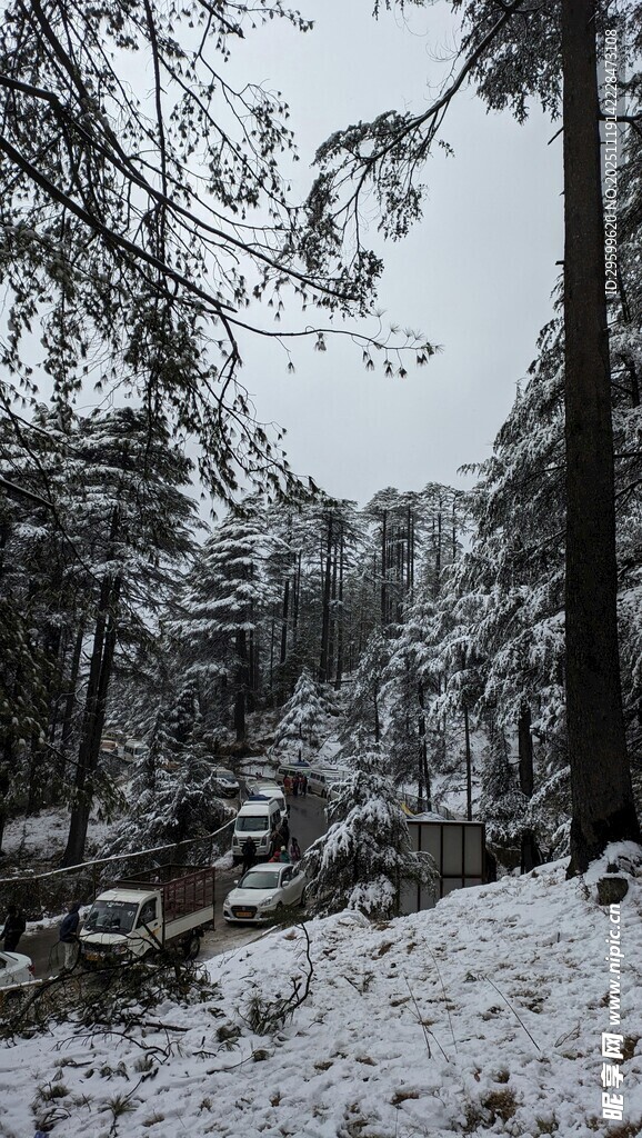 雪覆森林冬日静谧景象