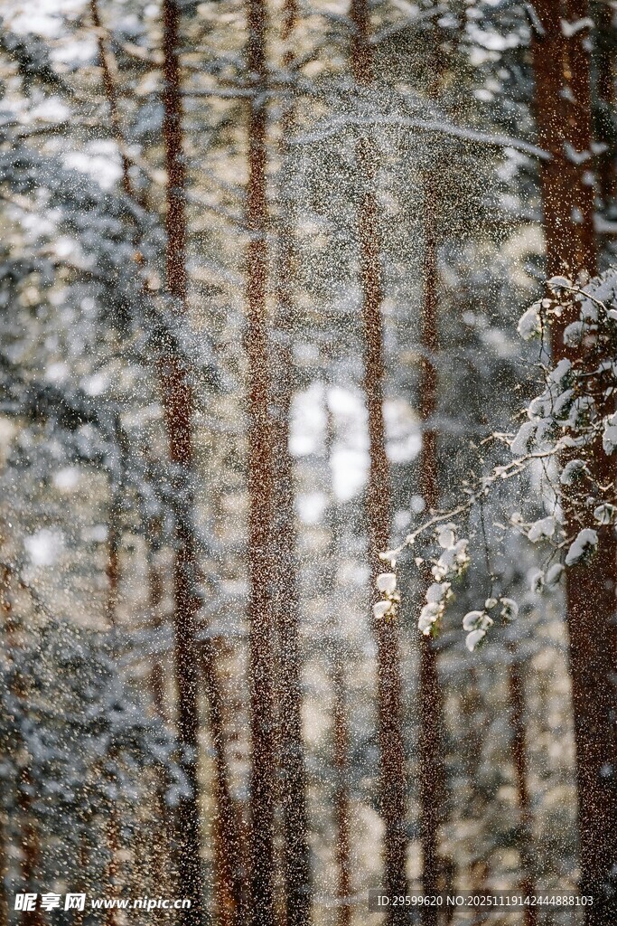 雪覆松林美景