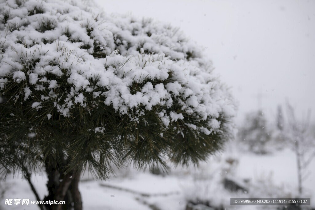 雪覆树木的冬日景致