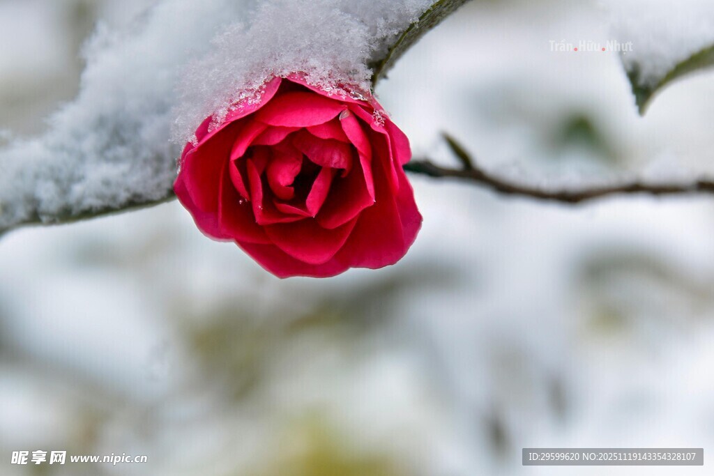 雪中娇艳红山茶