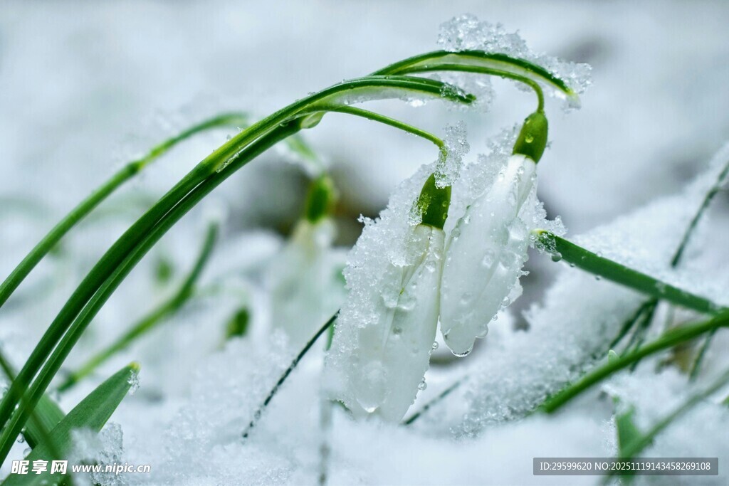 雪覆嫩草